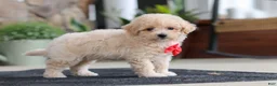 Maltipoo dogs for sale: Kolten - Ad 7