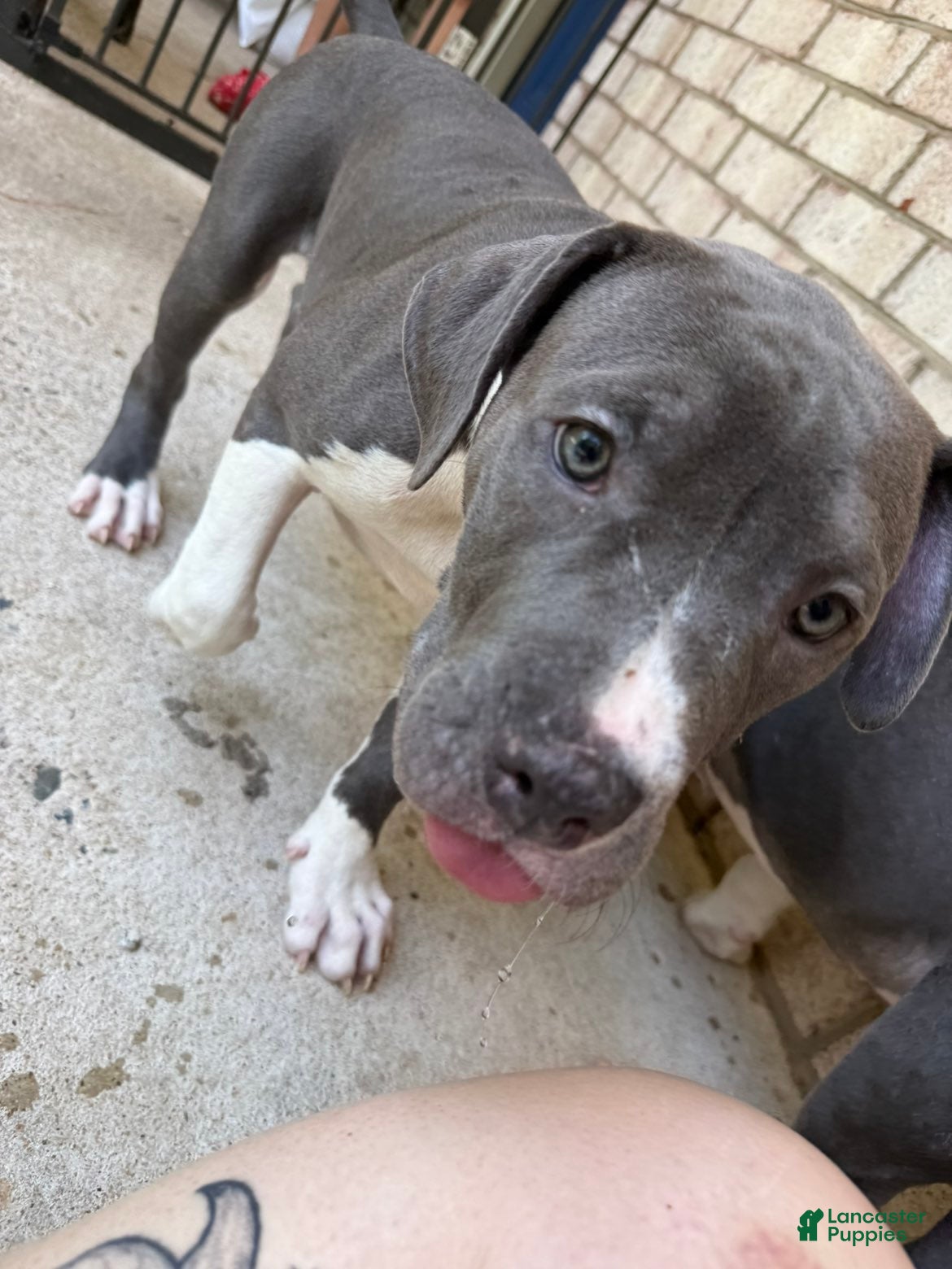 American Bully dogs Liu Kang - Ad 1