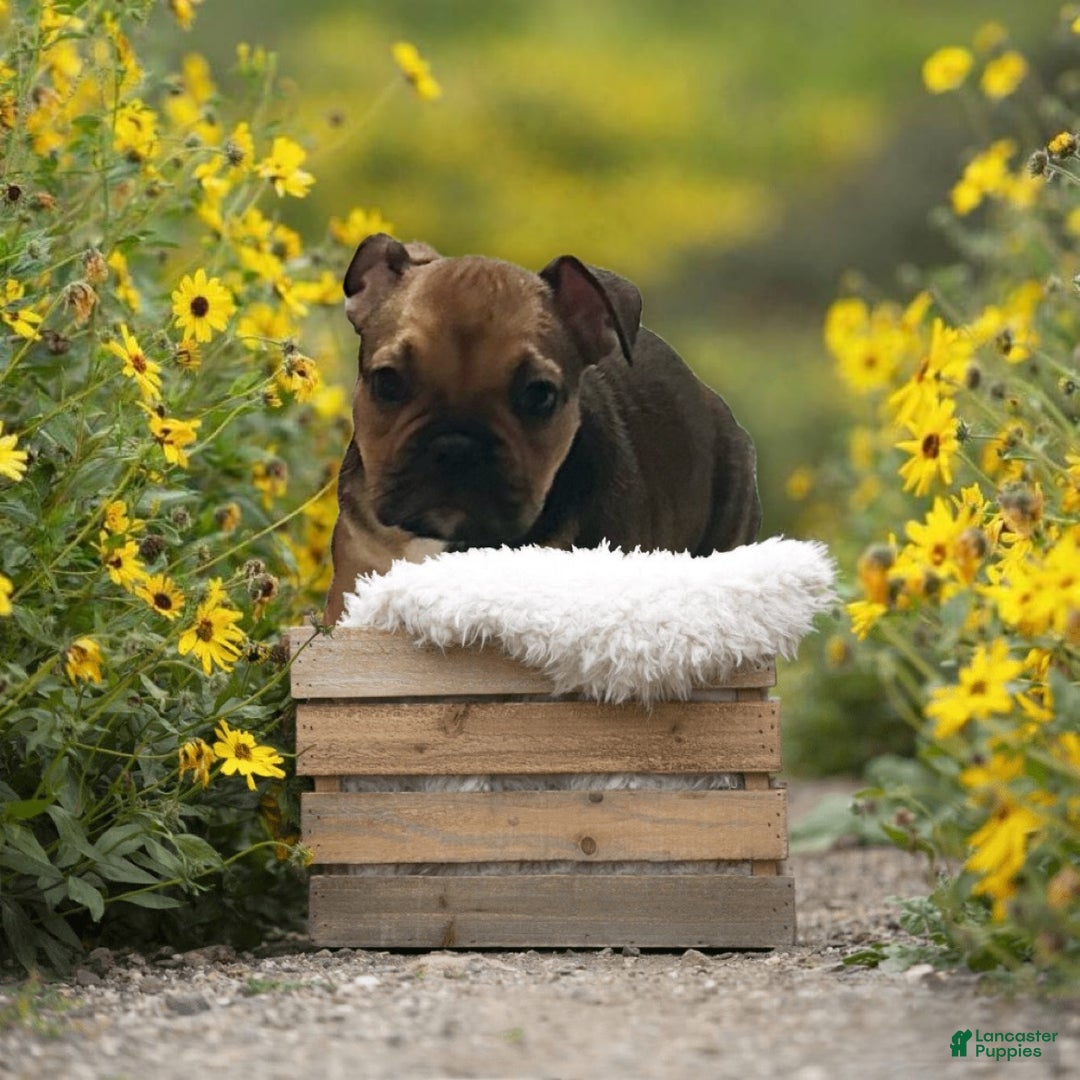 Mixed Breed dogs for sale: Mixed Breed Puppy 2 - Ad 2