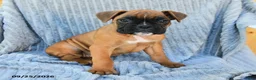 Boxer dogs for sale: Bailey - Ad 1