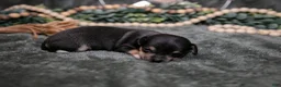 Chihuahua dogs for sale: Nova - Ad 3