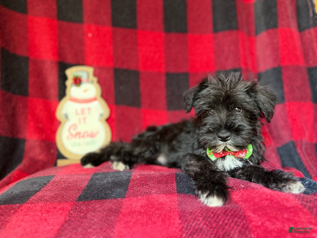 Miniature Schnauzer dogs for sale: Rudolf  - Ad 8