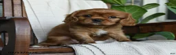 Cavalier King Charles Spaniel dogs for sale: Kyla - Ad 5