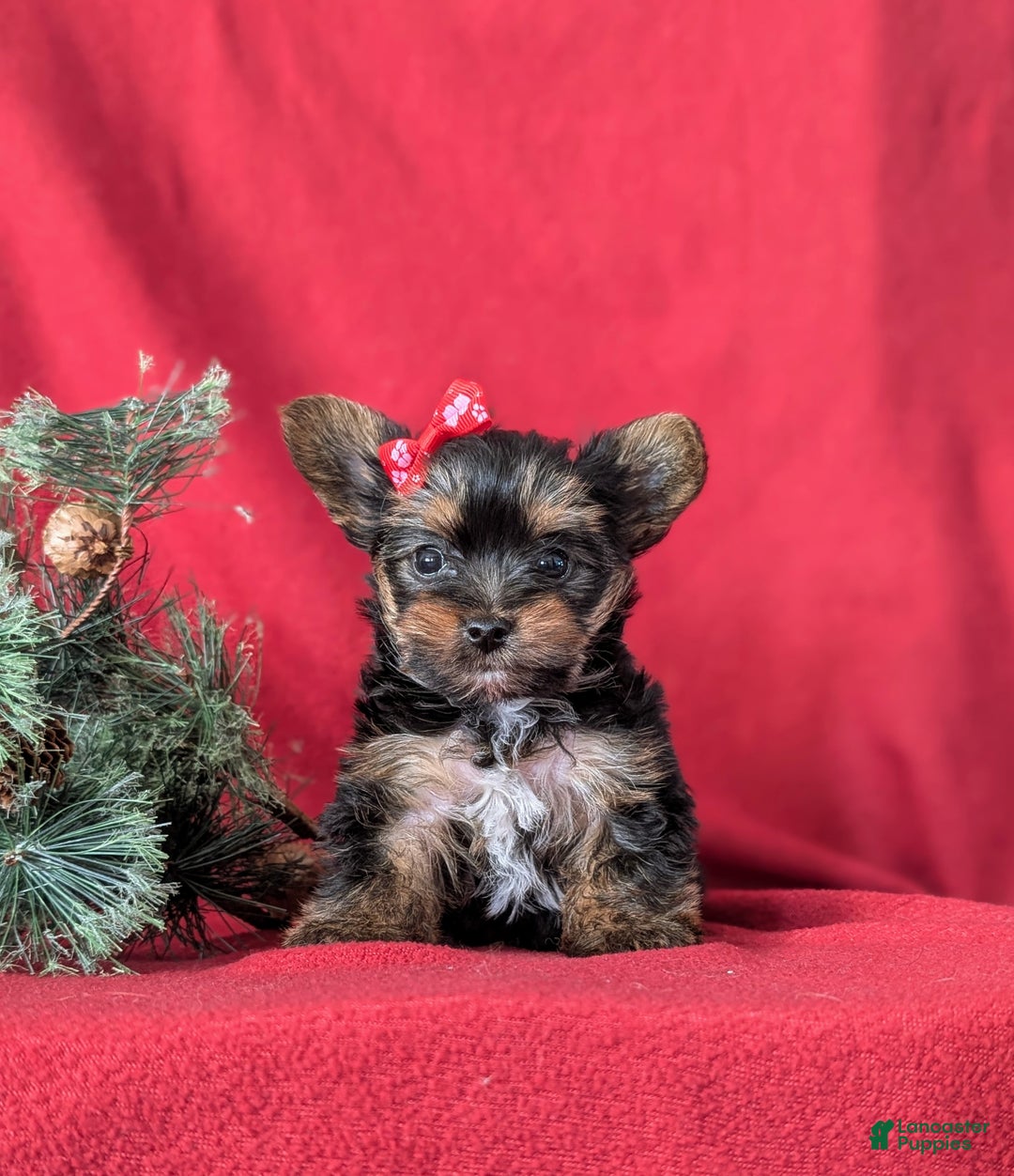 Yorkshire Terrier dogs for sale: Coralie Teacup - Ad 1