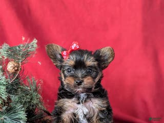 Yorkshire Terrier dogs Coralie Teacup - Ad 27