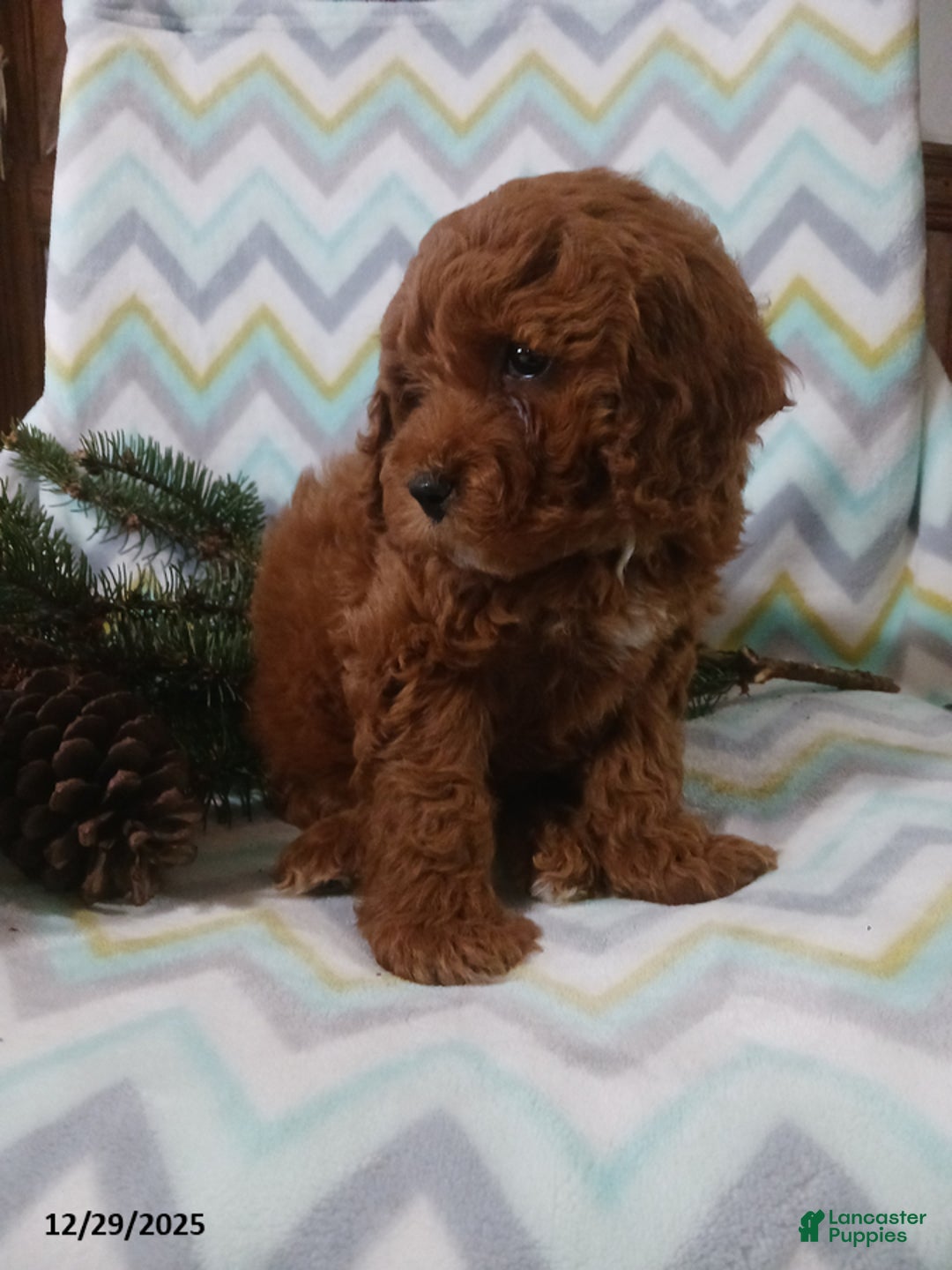 Cockapoo dogs for sale: Diana - Ad 4