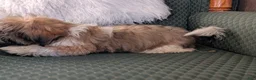 Shih Tzu dogs for sale: Star - Ad 3