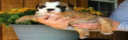 Olde English Bulldogge dogs for sale: Meadow - Ad 3