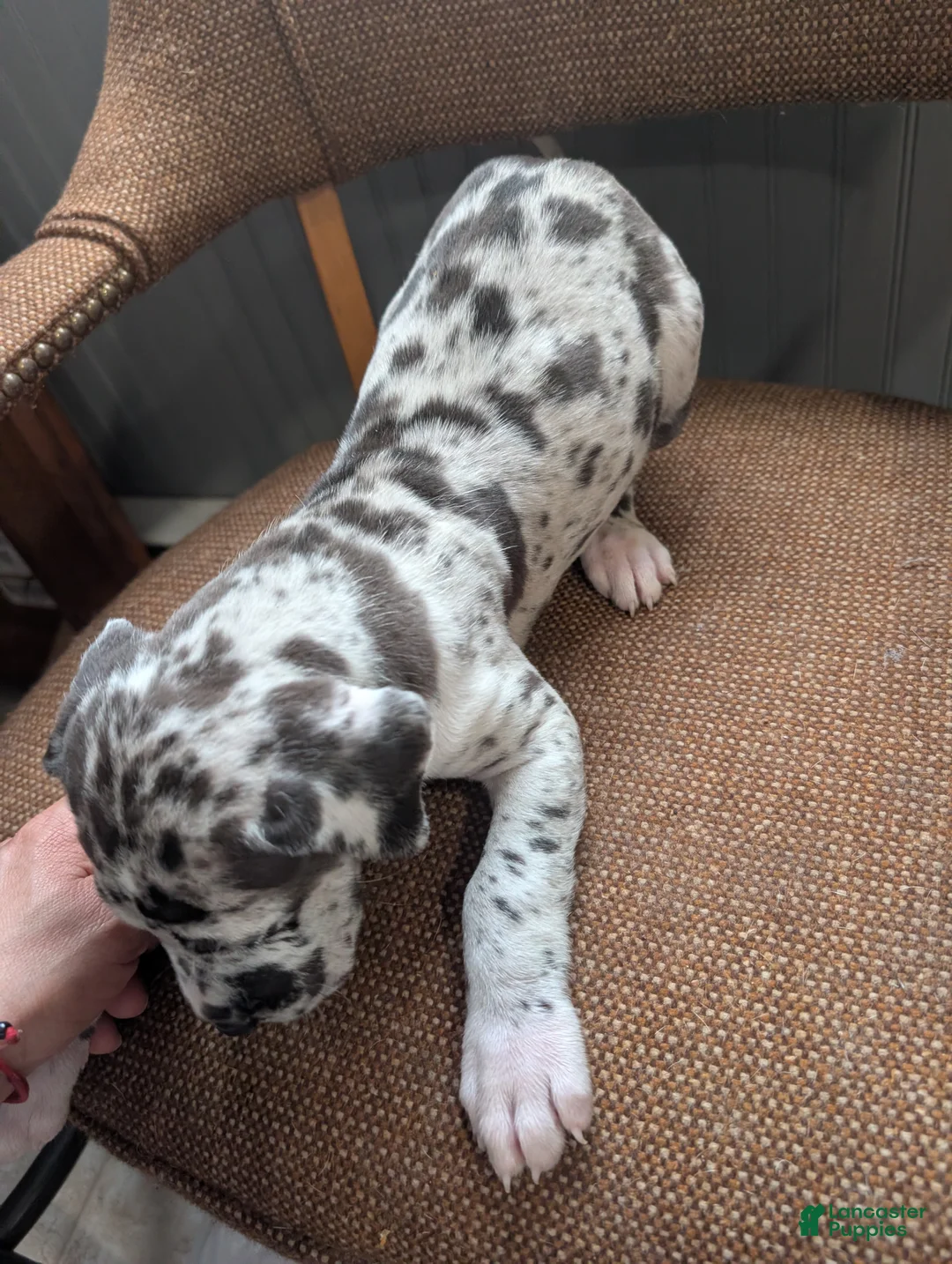 Great Dane dogs for sale: Great Dane Puppy 4 - Ad 1