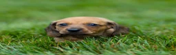 Miniature Dachshund dogs for sale: Mikey Miniature Dachshund  - Ad 8