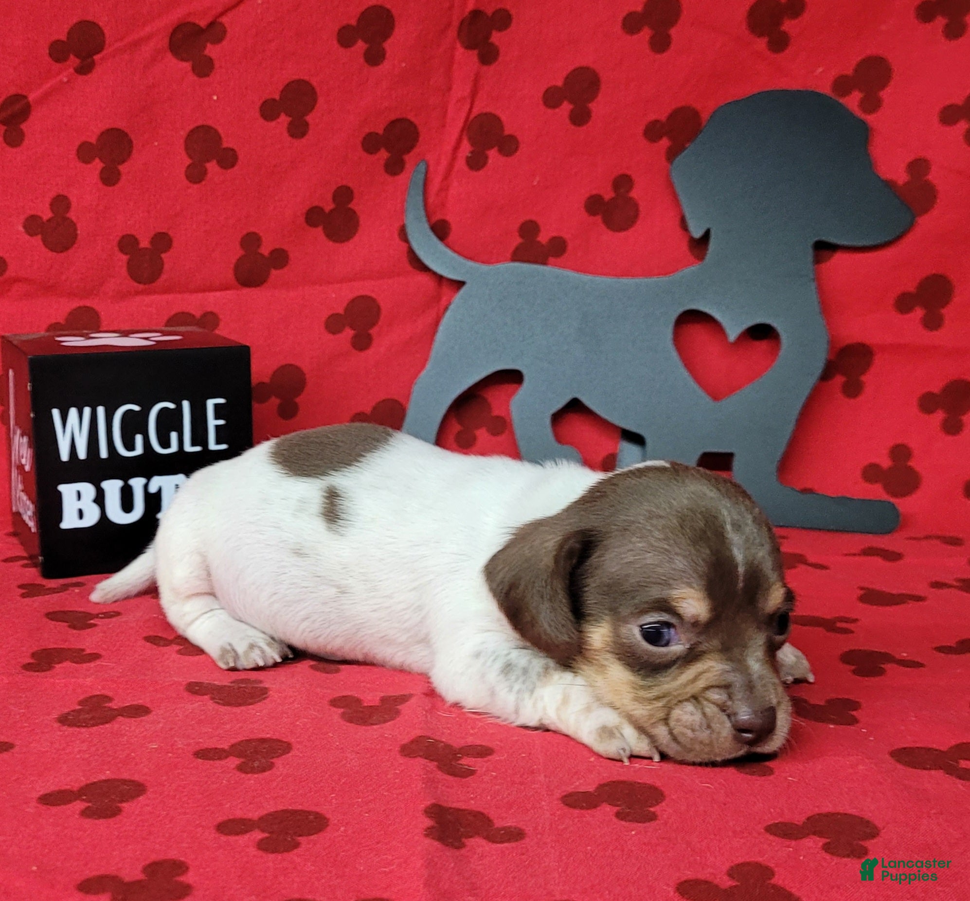 Miniature Dachshund dogs Hank AKC Registered  - Ad 32