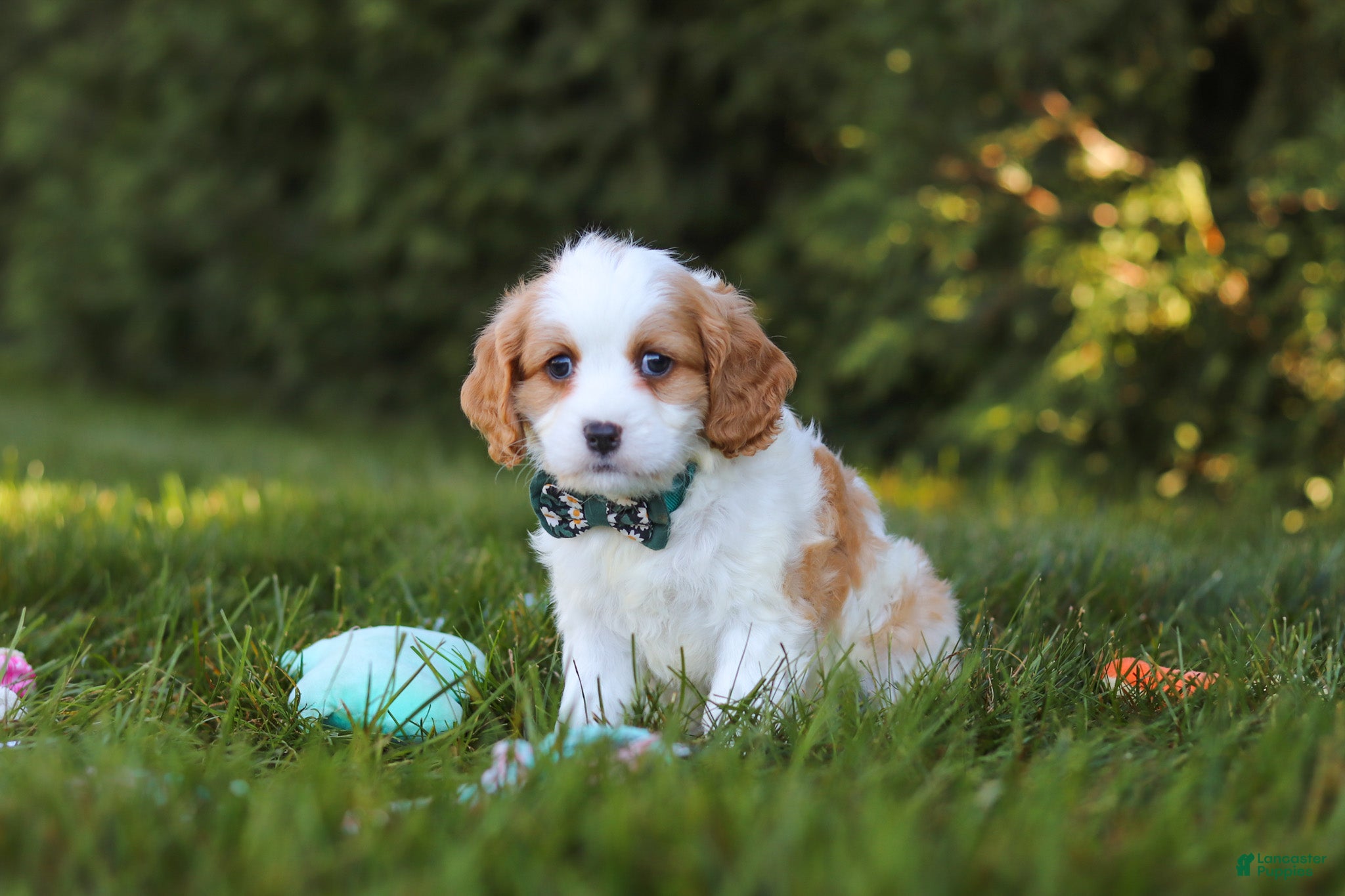 Cavapoo dogs Ike 💙 - Ad 1