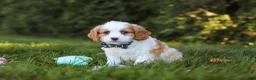 Cavapoo dogs for sale: Ike 💙 - Ad 1