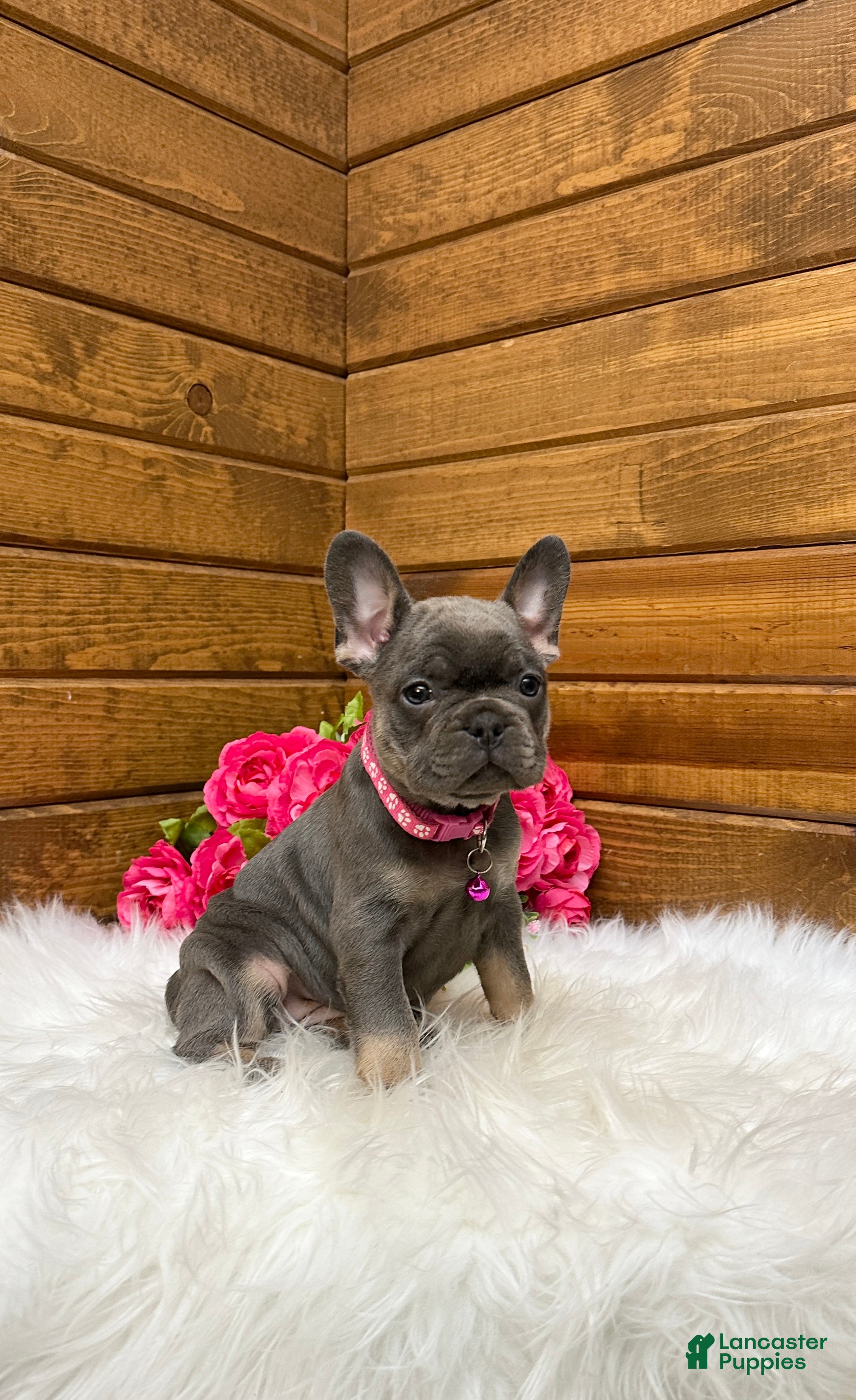 French Bulldog dogs Mila - Ad 2