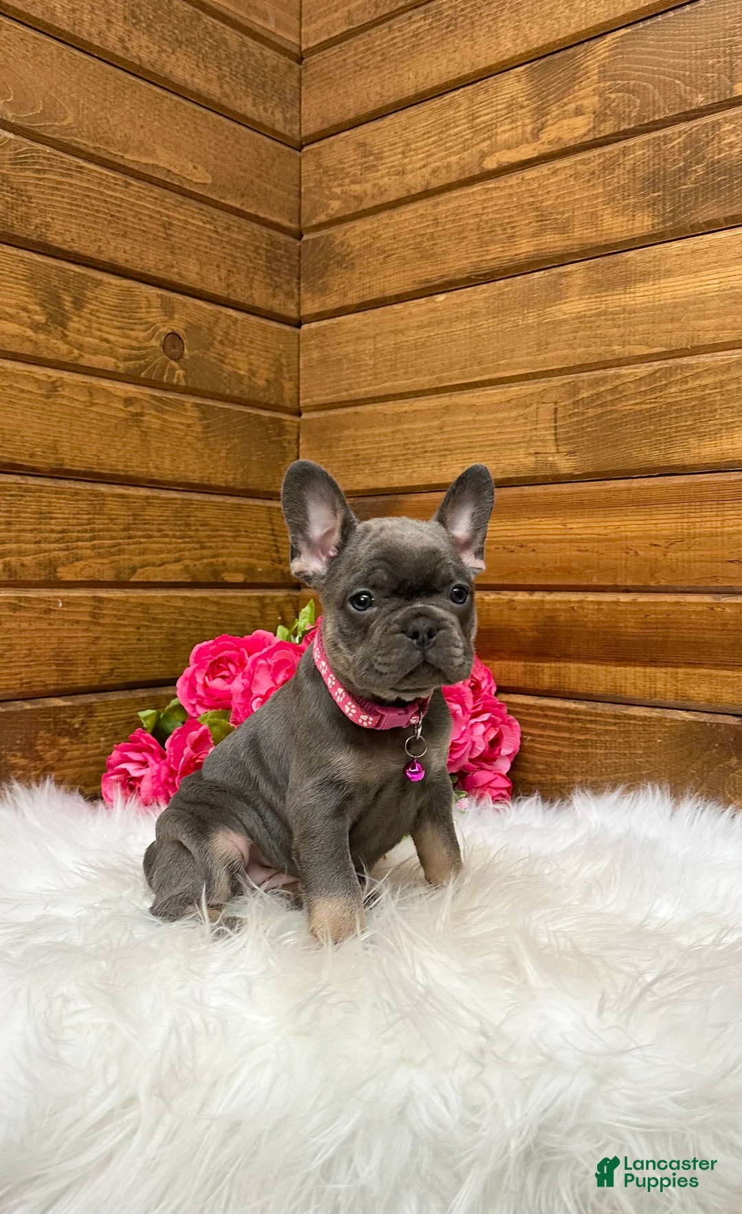 French Bulldog dogs for sale: Mila - Ad 2