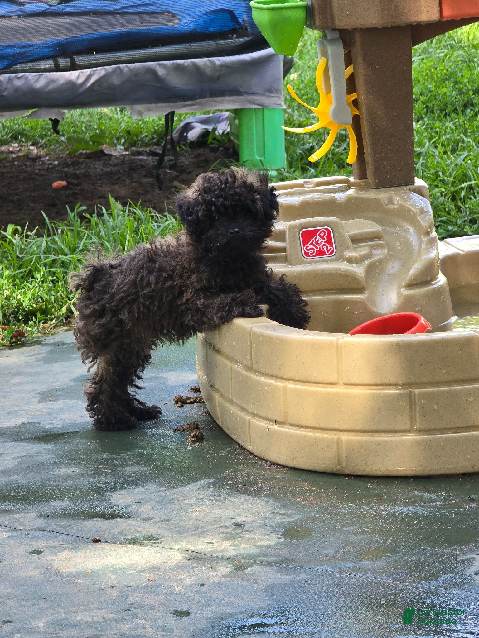 Toy Poodle dogs Toy Poodle 1 - Ad 6