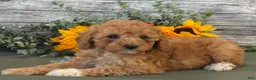 Cavapoo dogs for sale: Erin - Ad 3