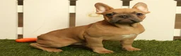French Bulldog dogs for sale: Buzz - Ad 1