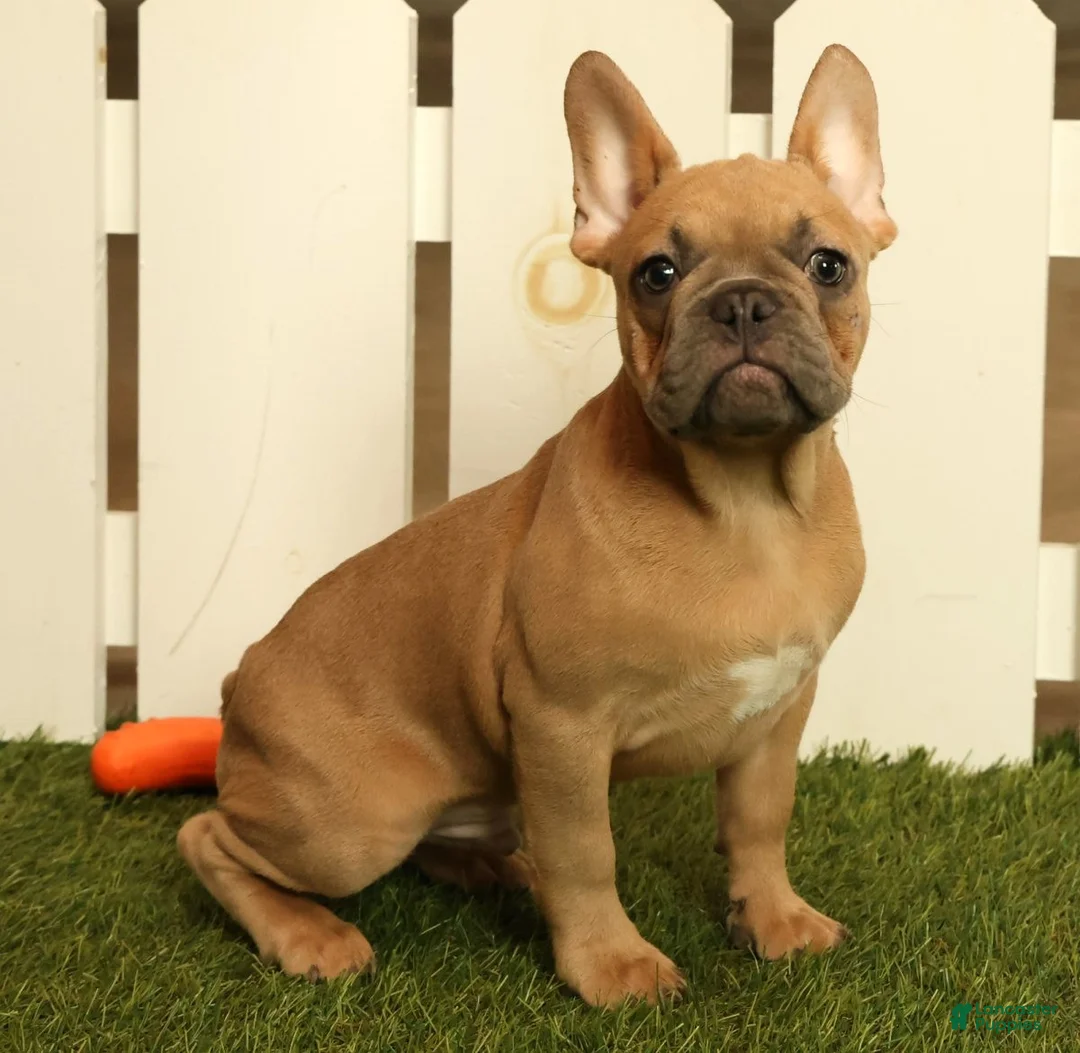 French Bulldog dogs for sale: Buzz - Ad 1