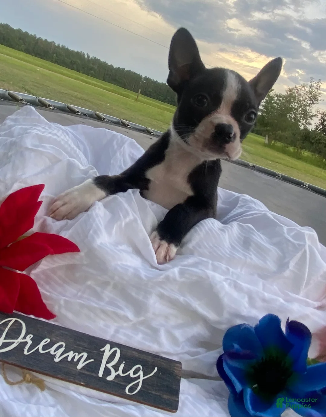 Boston Terrier dogs for sale: Boston Terrier 4 - Ad 2