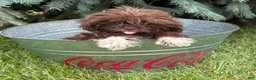 Shih Tzu dogs for sale: Hallie - Ad 3