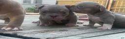 American Bully dogs for sale: Sapphire - Ad 4