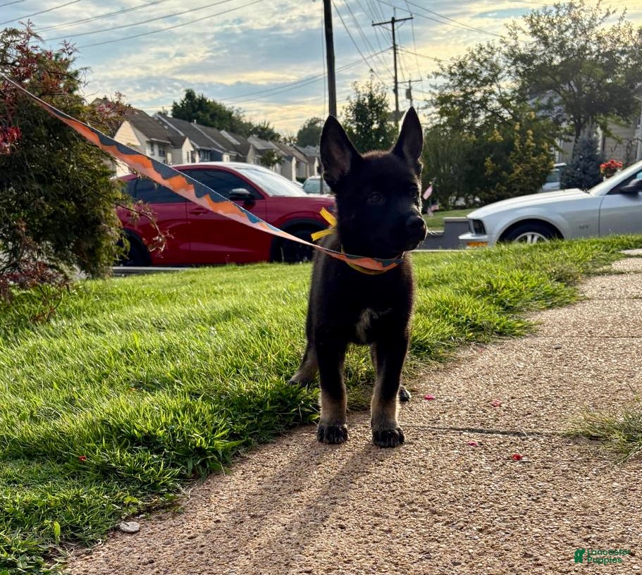 Gerberian Shepsky dogs Xena - Ad 1