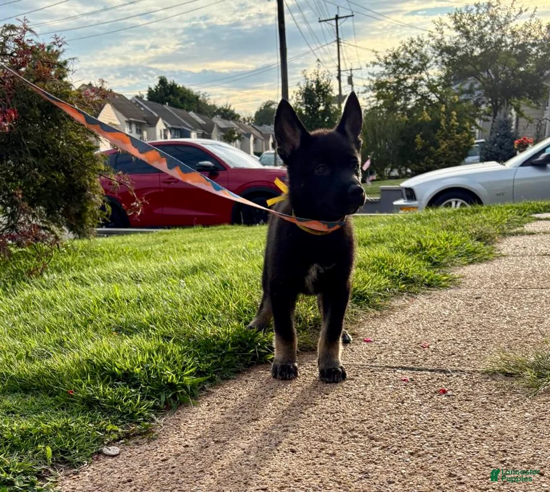 Gerberian Shepsky dogs for sale: Xena - Ad 1