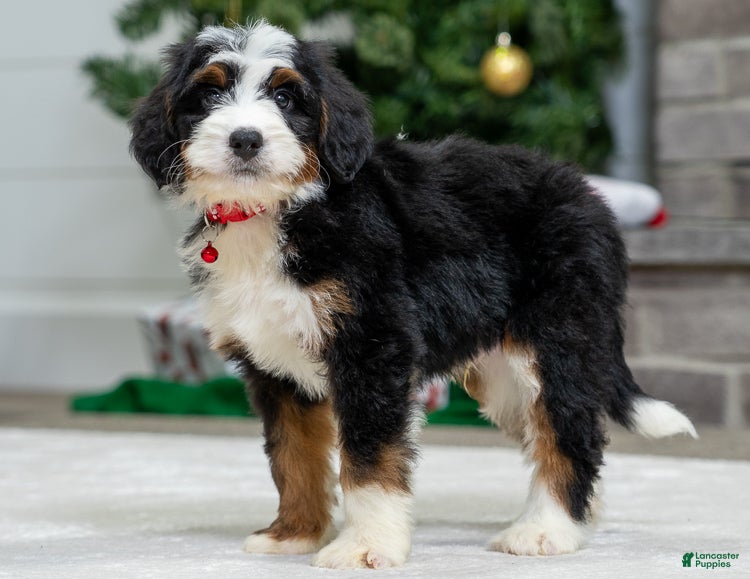 Mini Bernedoodle dogs Blaze - Ad 7