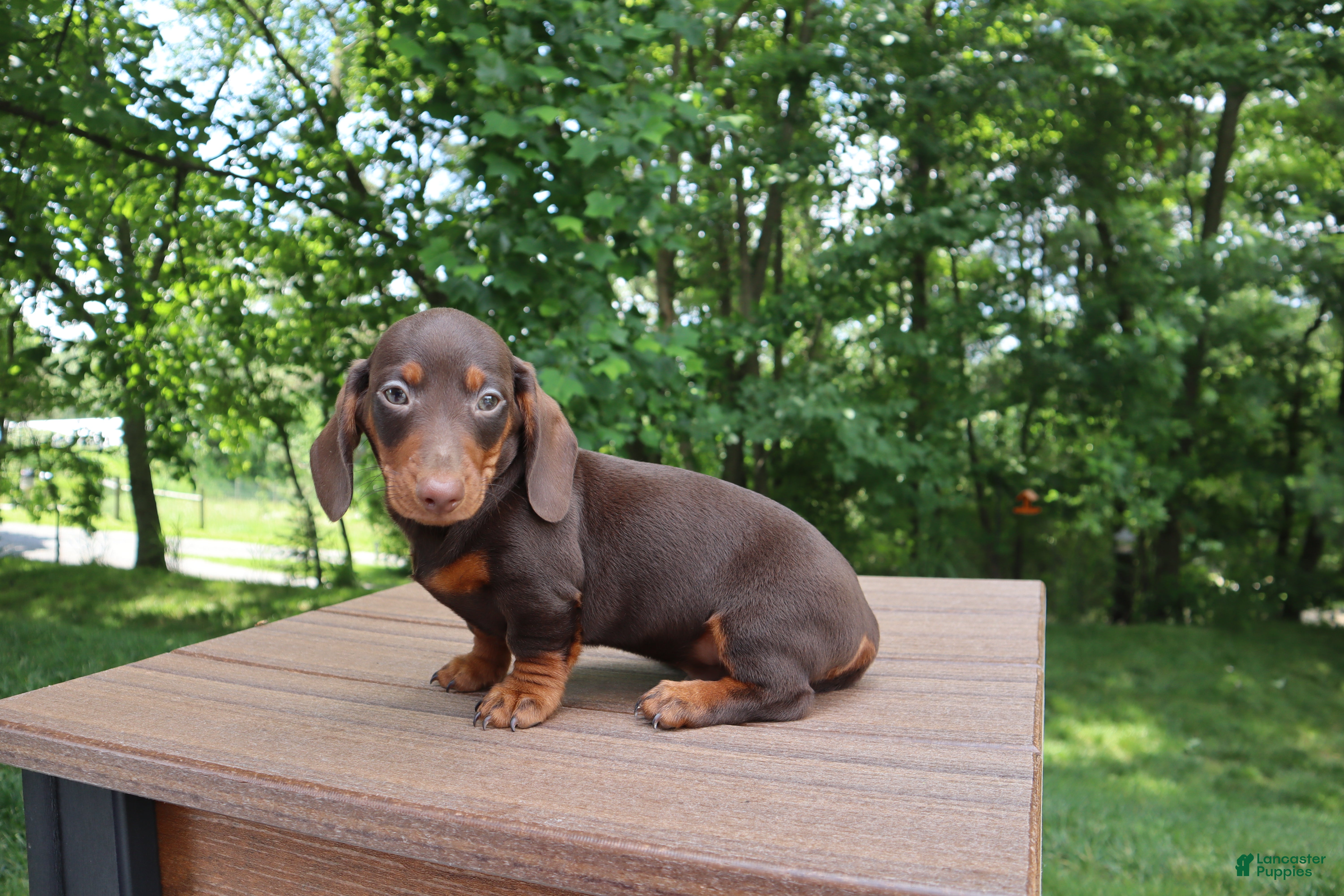 Dachshund dogs Kobe - Ad 1