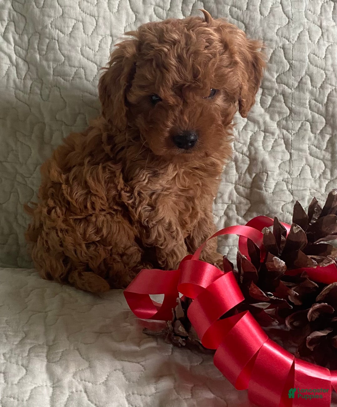Cavapoo dogs for sale: Casper - Ad 3