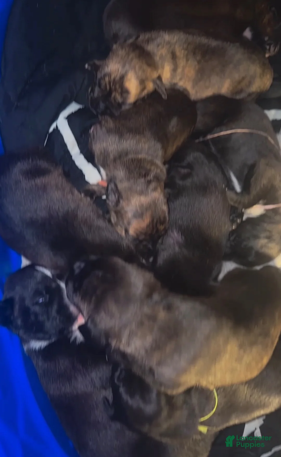 Mixed Breed dogs for sale: Mixed Breed 8 - Ad 1