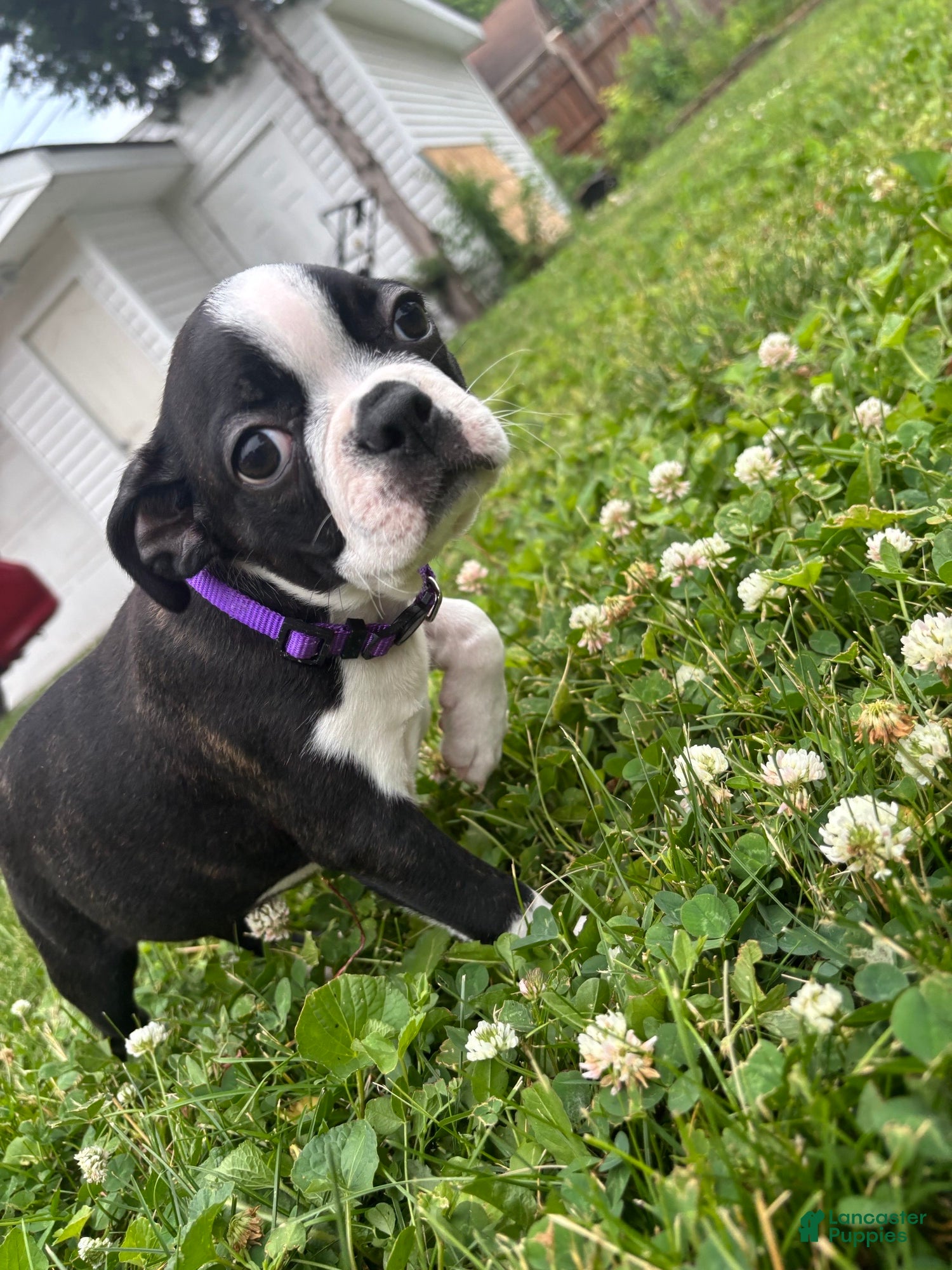 Boston Terrier dogs Greta - Ad 15
