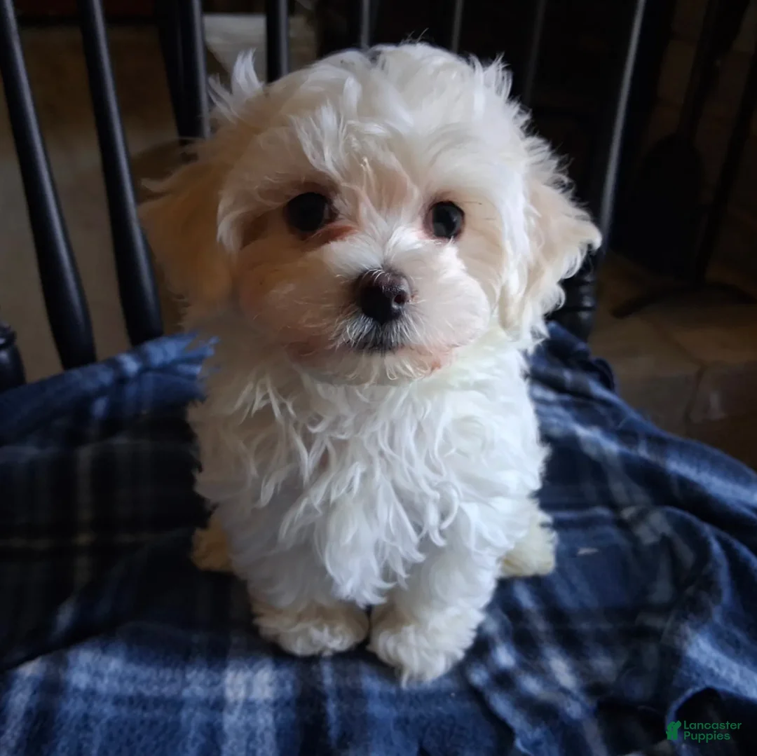 Maltipoo dogs for sale: Noah - Ad 3
