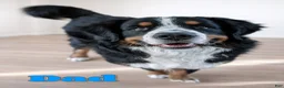 Bernese Mountain Dog dogs for sale: Millie - Ad 7