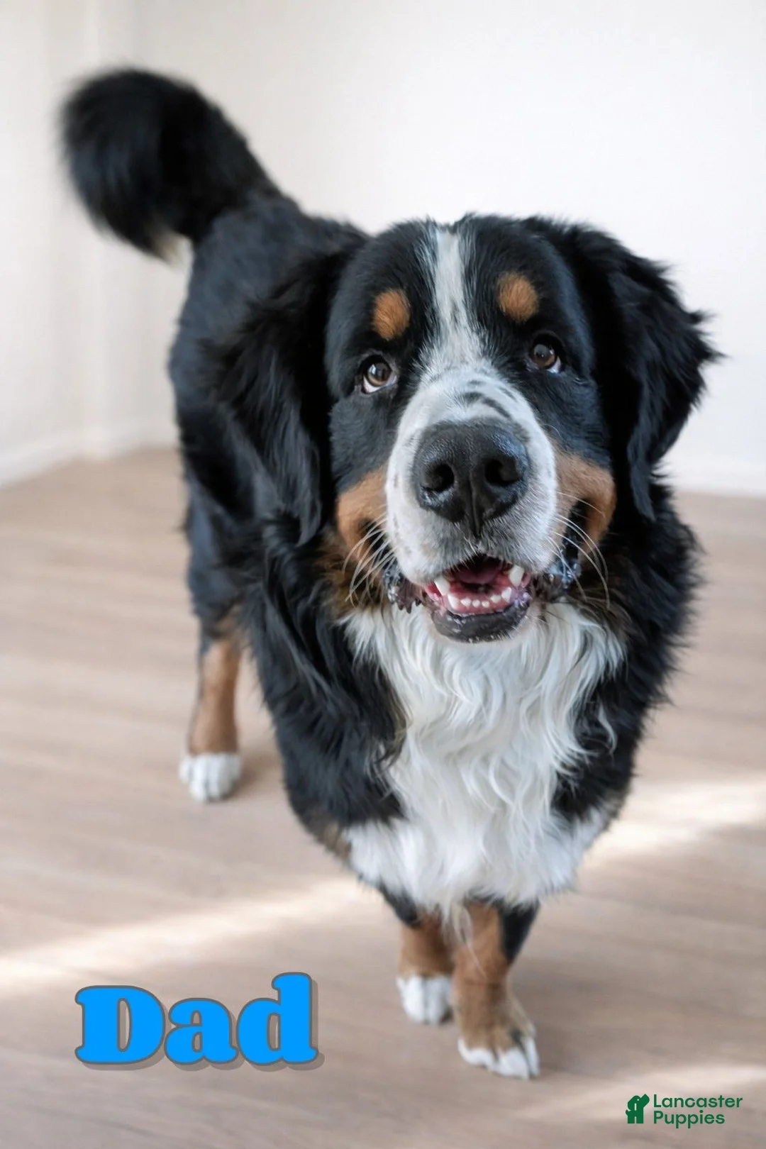 Bernese Mountain Dog dogs for sale: Millie - Ad 7