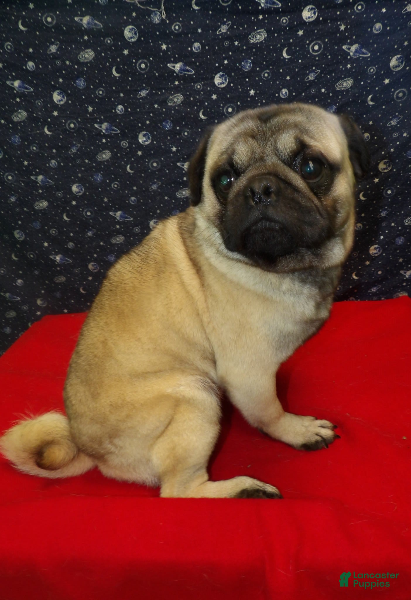 Pug dogs Jose - Ad 21
