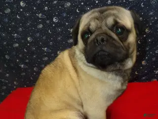 Pug dogs Jose - Ad 21