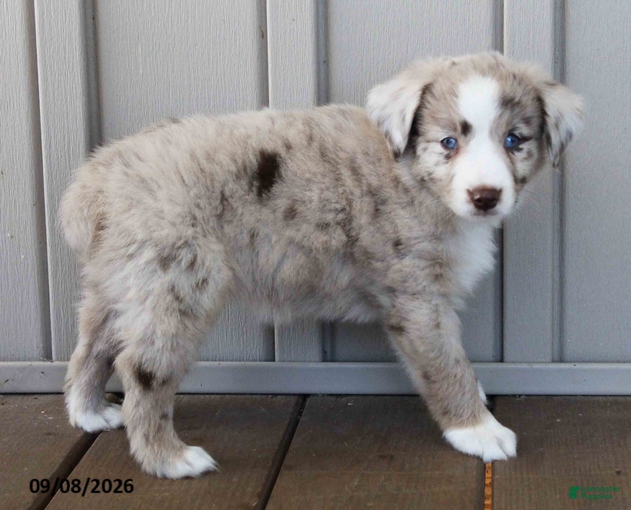 Australian Shepherd dogs Edith - Ad 2