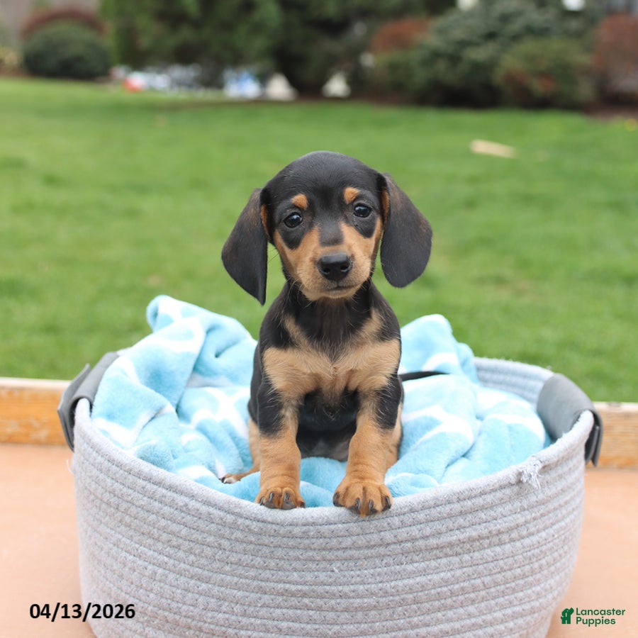 Miniature Dachshund dogs Lexi  - Ad 1