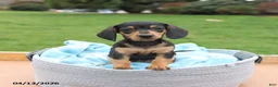 Miniature Dachshund dogs for sale: Lexi  - Ad 1