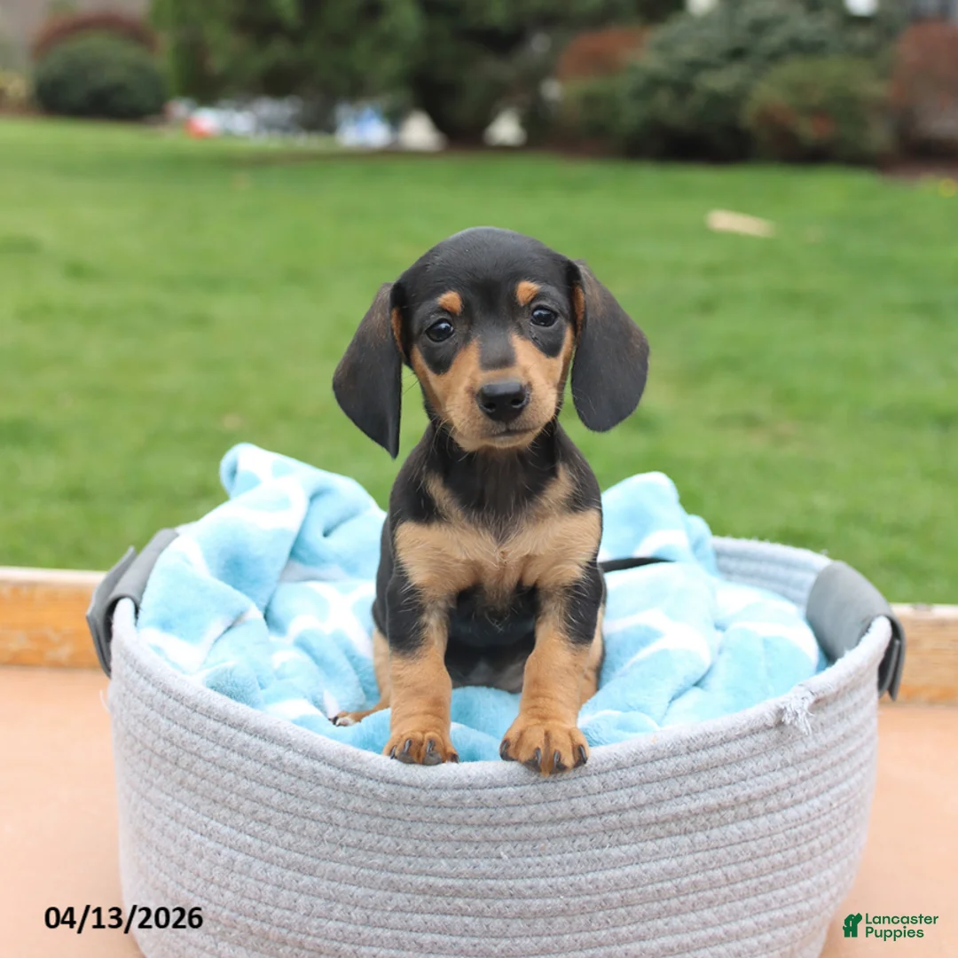 Miniature Dachshund dogs for sale: Lexi  - Ad 1