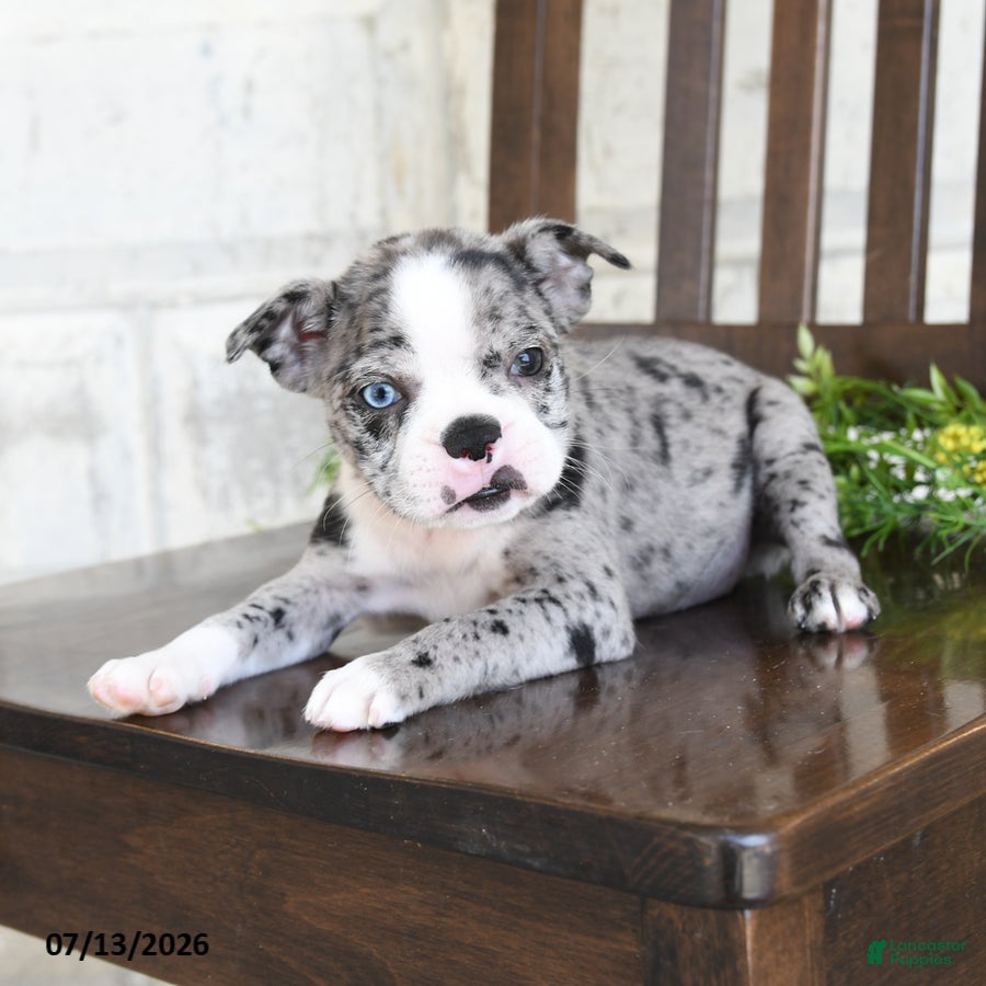Boston Terrier dogs Izza - Ad 2