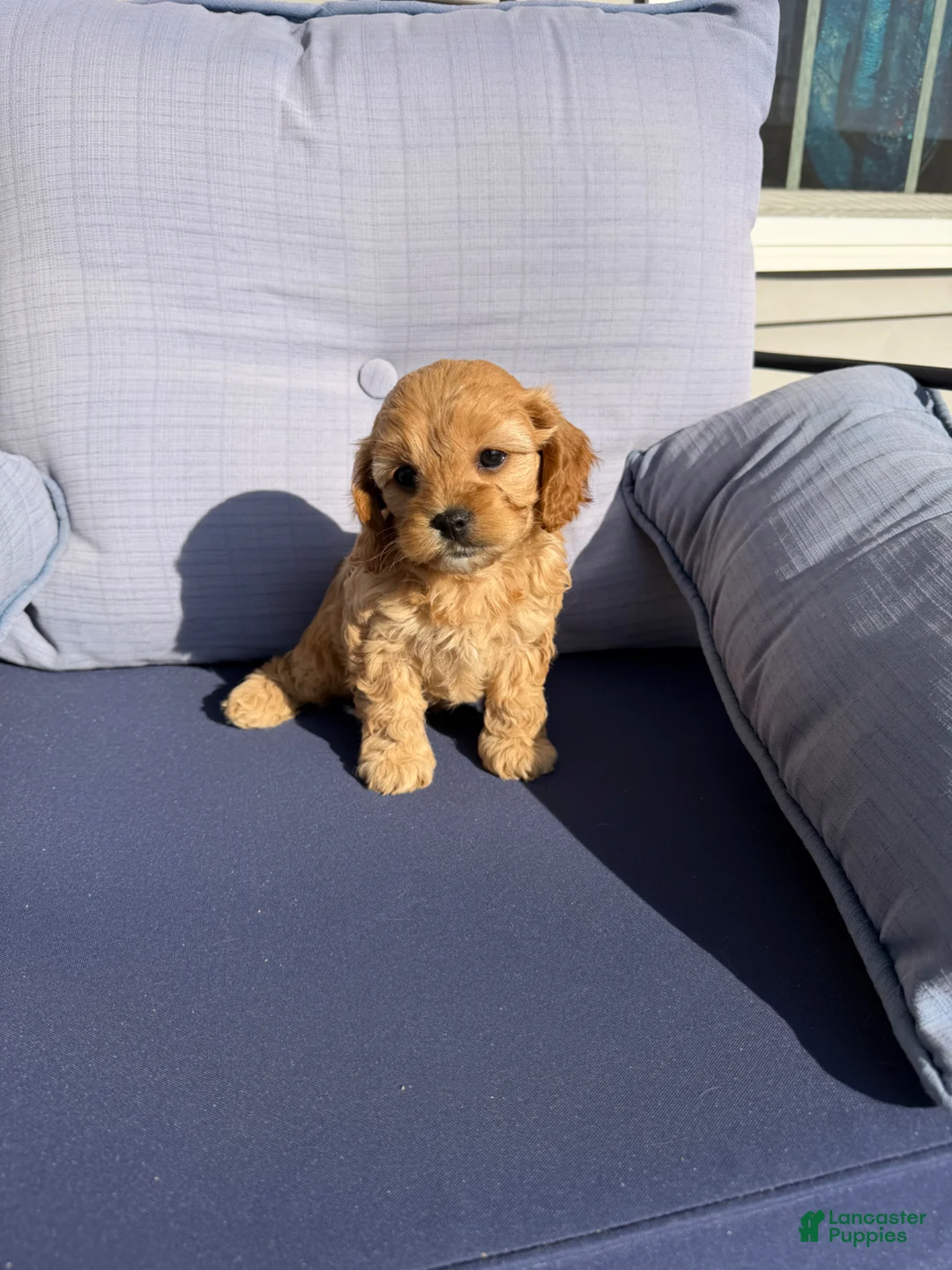 Cavapoo dogs for sale: Cavapoo Puppy 2 - Ad 1