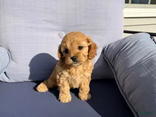 Cavapoo dogs for sale: Cavapoo Puppy 2 - Ad 2