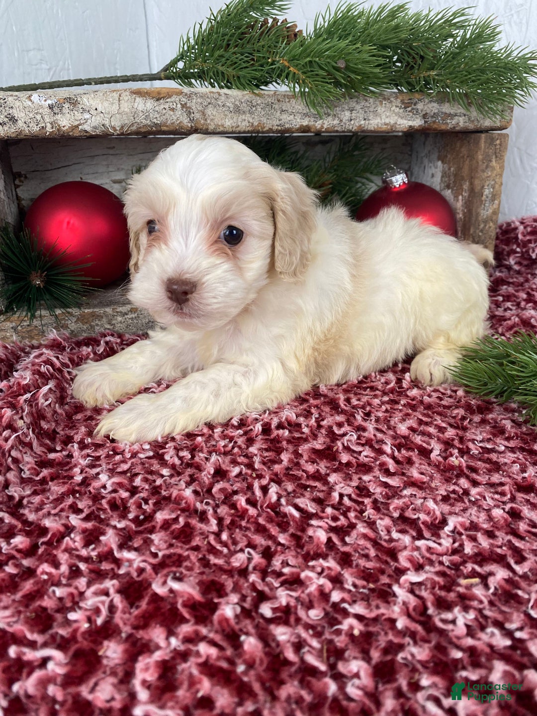 Cockapoo dogs for sale: Cooper - Ad 8