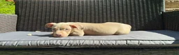 American Bully dogs for sale: American Bully 7 - Ad 3