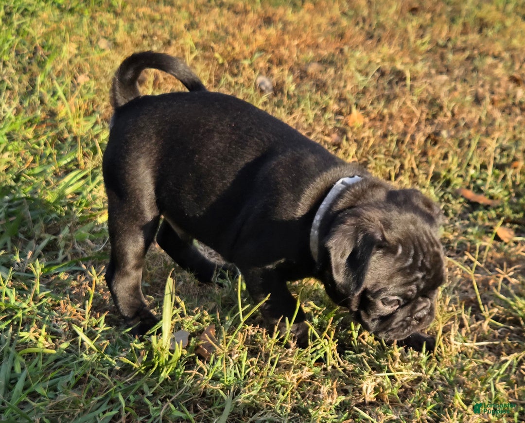 Mixed Breed dogs for sale: Ranger - Ad 3