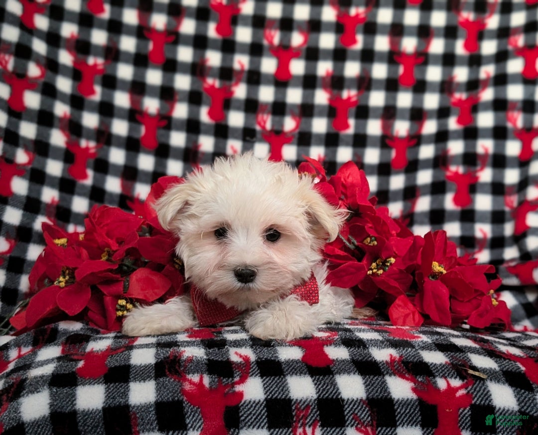 Maltese dogs for sale: Axel 7 lbs Full Grown - Ad 5