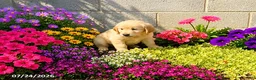 Golden Retriever dogs for sale: Kacey - Ad 3